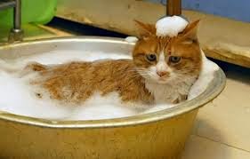 banho gato
